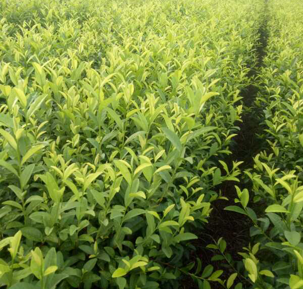 如何防患未然茶樹(shù)中的病蟲(chóng)害？